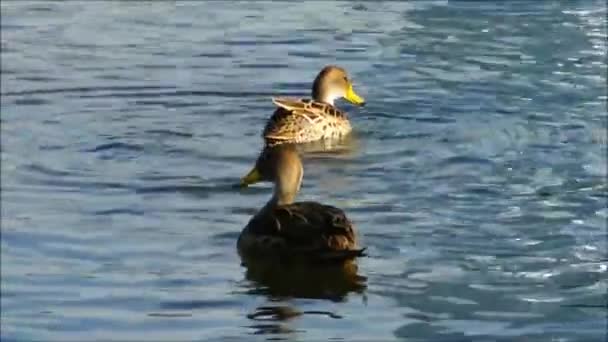 Wild duck in Santiago Chile — Stock Video