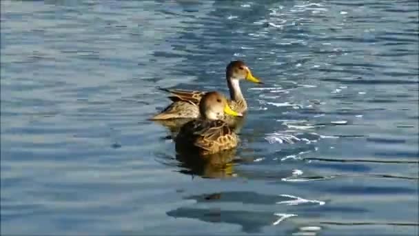 Wild duck in Santiago Chile — Stock Video