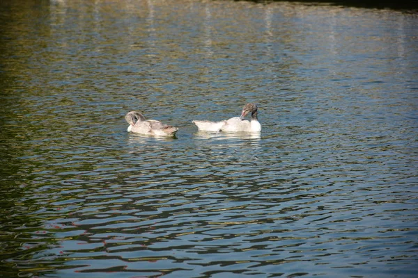 Patos selvagens em um lago no Chile — Fotografia de Stock