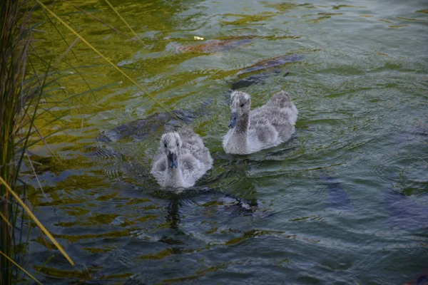 Patos selvagens em um lago no Chile — Fotografia de Stock