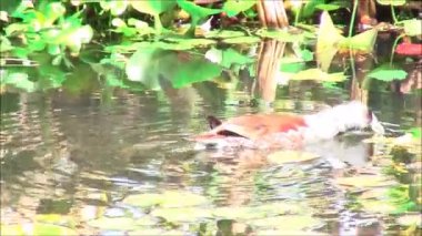 Şili'deki yaban ördekleri