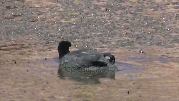 Wild ducks in Chile — Stock Video