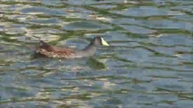 Şili'deki yaban ördekleri