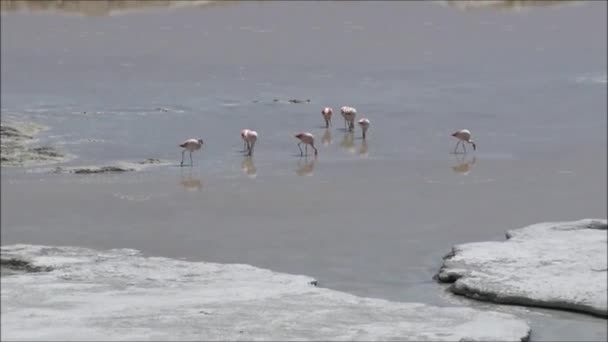 Рожеві фламінго в пустелі Атакама в Чилі — стокове відео