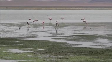 Tuz daireler ve lagün Atacama Çölü, Şili