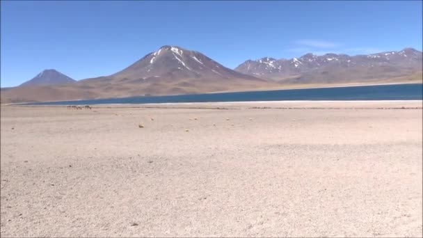 Salines et lagunes dans le désert d'Atacama, Chili — Video