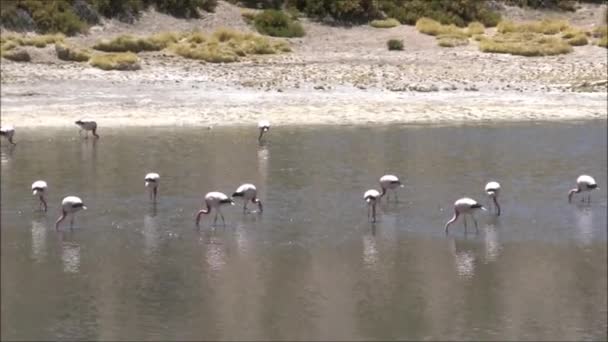 Apartamentos e lagoas de sal no deserto do Atacama, Chile — Vídeo de Stock