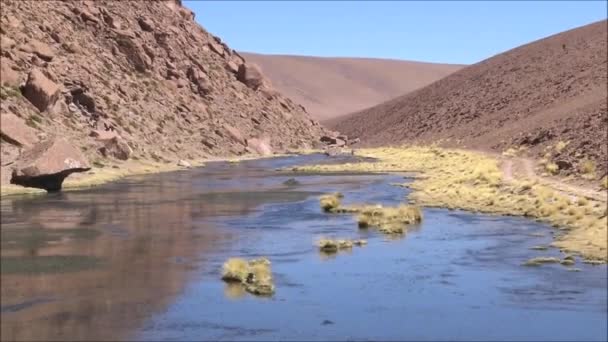塩の平原とアタカマ砂漠、チリのラグーン — ストック動画