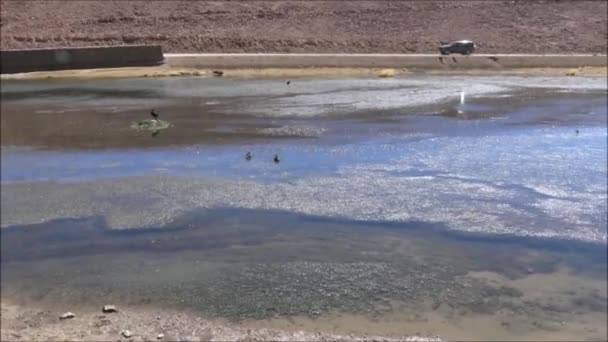 Slanisek a lagun v poušť Atacama, Chile — Stock video