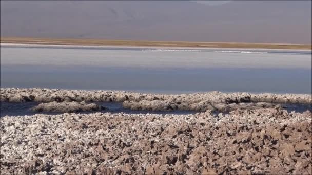 Slanisek a lagun v poušť Atacama, Chile — Stock video