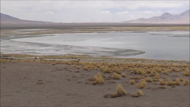 Salines et lagunes dans le désert d'Atacama, Chili — Video