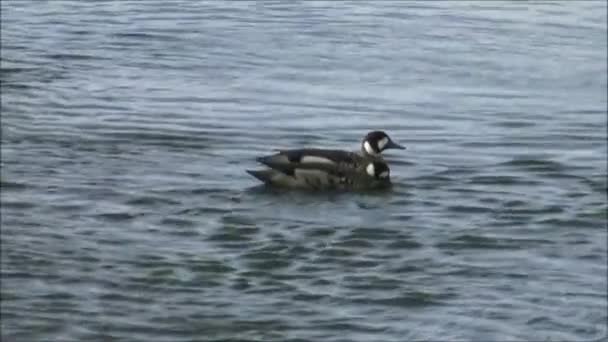 Wild ducks at a river in Patagonia, Chile — Stock Video