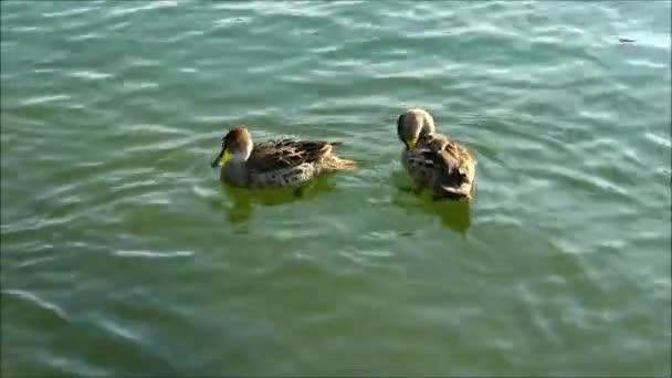 Patos selvagens nadando em um lago no Chile — Vídeo de Stock