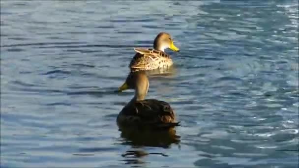 칠레에 있는 호수에서 수영 하는 야생 오리 — 비디오