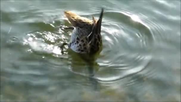 Canards sauvages nageant dans un lac au Chili — Video