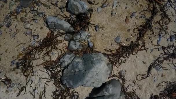 Peisaj de plajă Rocky și vacanțe în Chile — Videoclip de stoc