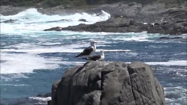 Paisagem de praia rochosa e feriados no Chile — Vídeo de Stock