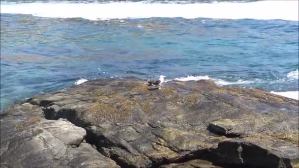Paisagem de praia rochosa e feriados no Chile — Vídeo de Stock