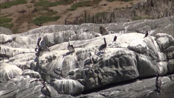 Paisagem de praia rochosa e feriados no Chile — Vídeo de Stock