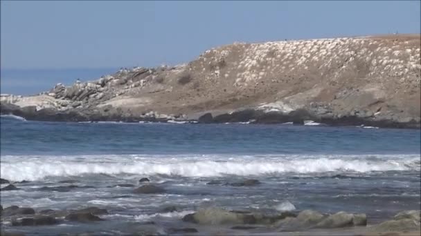 Пейзаж скалистого пляжа и отдых в Чили — стоковое видео