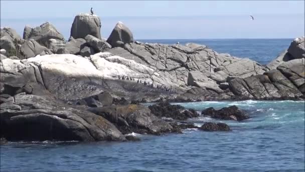 Пейзаж скалистого пляжа и отдых в Чили — стоковое видео