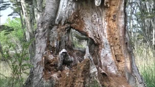 Forêt et nature en le Chili — Video
