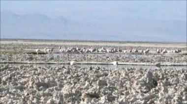 Şili'deki Atacama Çölü gölde tuz daireler, pembe flamingolar