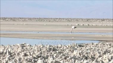 Şili'deki Atacama Çölü gölde tuz daireler, pembe flamingolar