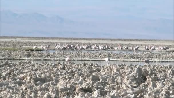 チリのアタカマ砂漠の塩の干潟湖でピンクのフラミンゴ — ストック動画
