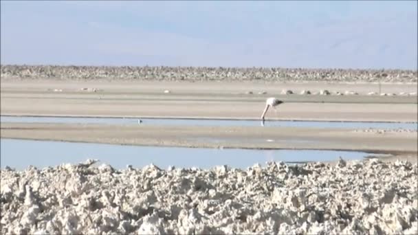 Pink Flamingos at salt flats lake at Atacama desert in Chile — Stock Video