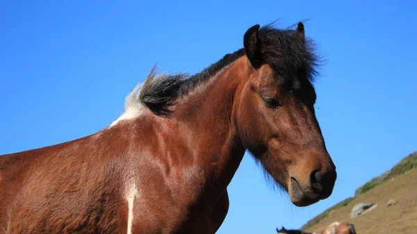 Häst på en gård i Chile — Stockfoto