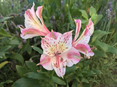 Santioago, Şili'deki pembe çiçekler