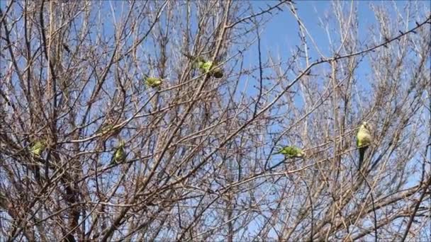 Papagaios chilenos em uma árvore — Vídeo de Stock