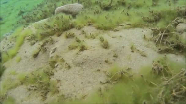 Bajo el agua de una laguna verde en Chile — Vídeos de Stock