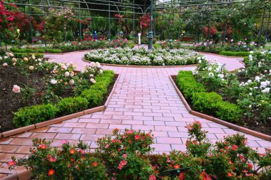 Santiago, Şili'deki bir park gül bahçesi