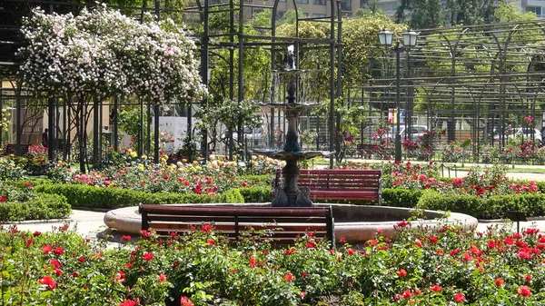 Jardines de rosas en Santiago, Chile — Foto de Stock