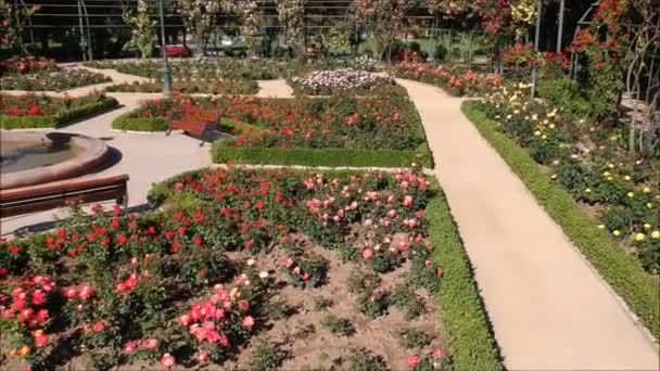 Vista aérea de um jardim de rosas em Santiago, Chile — Vídeo de Stock