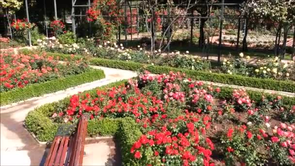 Vista aérea de un jardín de rosas en Santiago, Chile — Vídeo de stock