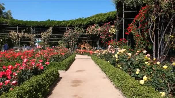 Aerial view of a rose garden in Santiago, Chile — Stock Video