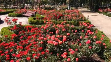 Santiago, Şili'deki bir gül bahçesi havadan görünümü