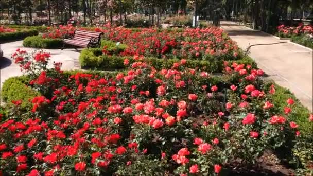 Vista aérea de un jardín de rosas en Santiago, Chile — Vídeo de stock