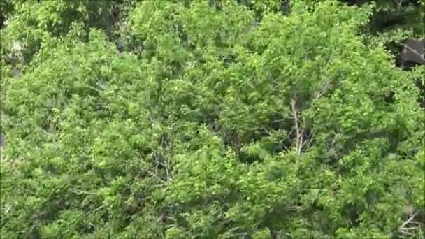  Vents forts soufflant des arbres 
