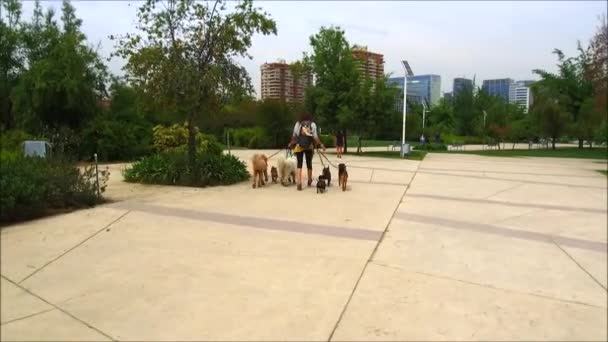 Walking with my dogs at Araucano Park in Santiago, Chile — Stock Video