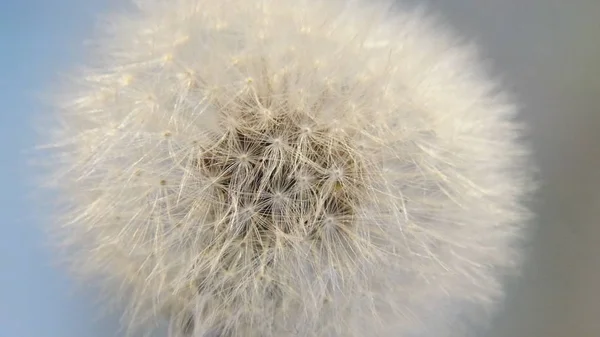 Close up fluffy dandelion plant — Stock Photo, Image