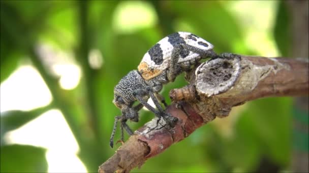 チリにある公園で木の枝にカブトムシします。 — ストック動画