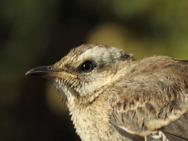 Santiago, Şili'deki bir park kuş