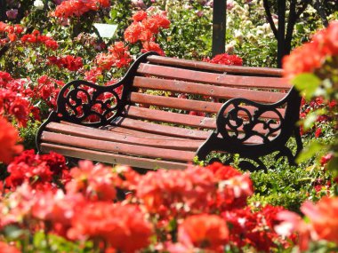 Santiago, Şili'deki bir park gül