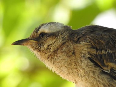 Santiago, Şili'deki bir park kuş
