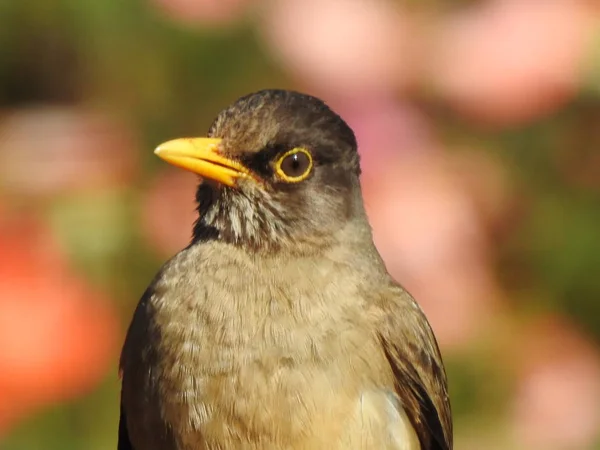 Ptak w parku w Santiago, Chile — Zdjęcie stockowe