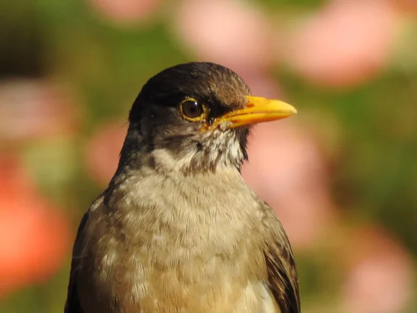 Vogel in einem Park in santiago, Chile — Stockfoto